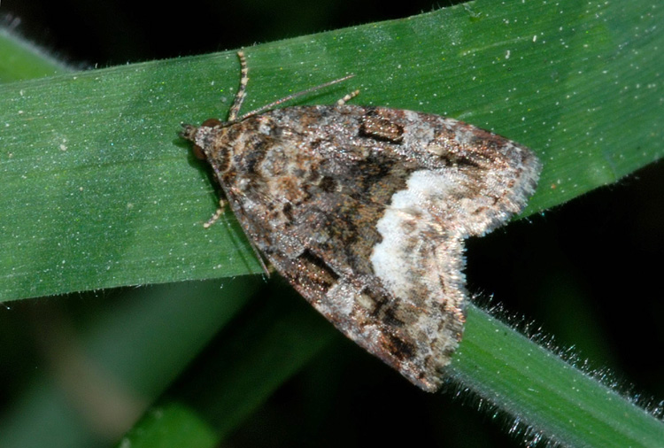 Noctuidae